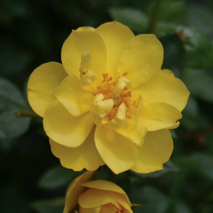 A single, fully bloomed yellow rose