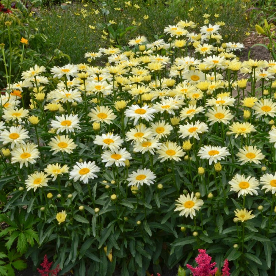 Picture of Banana Cream Leucanthemum Plant