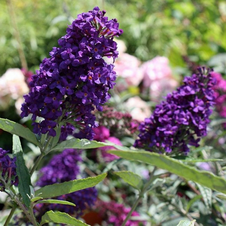 Buzz Midnight Buddleia Plant is a deciduous shrub with showy, dark purple blooms that attract butterflies and hummingbirds