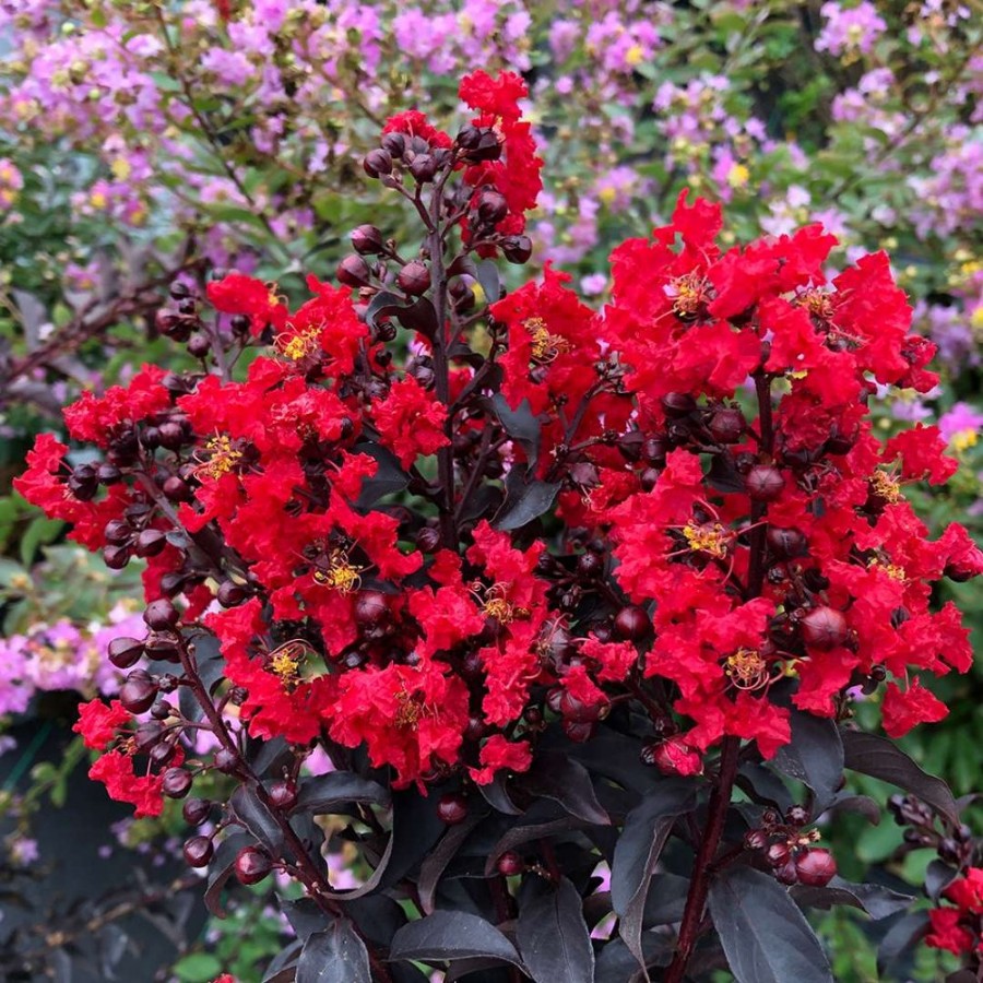 Center Stage Red Lagerstroemia plant features deep black foliage and glowing red flowers