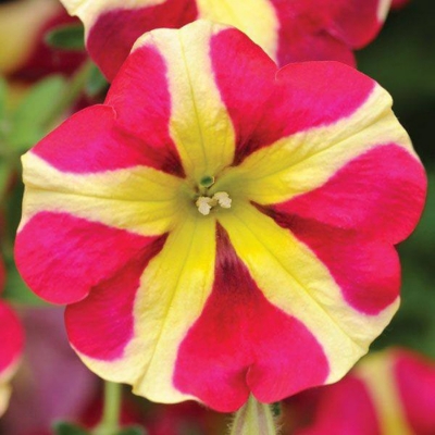 Amore Queen of Hearts Petunia Plant - Stock Photo