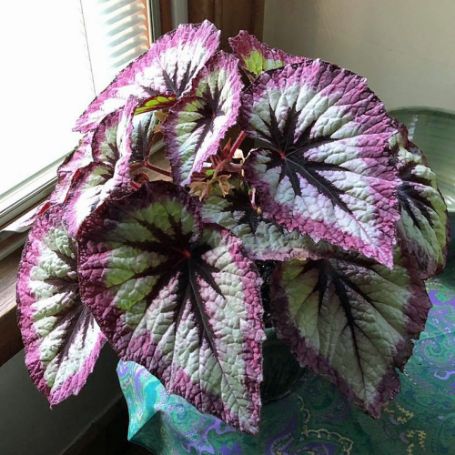 Picture of Harmony's Witchy Woman Rex Begonia Plant