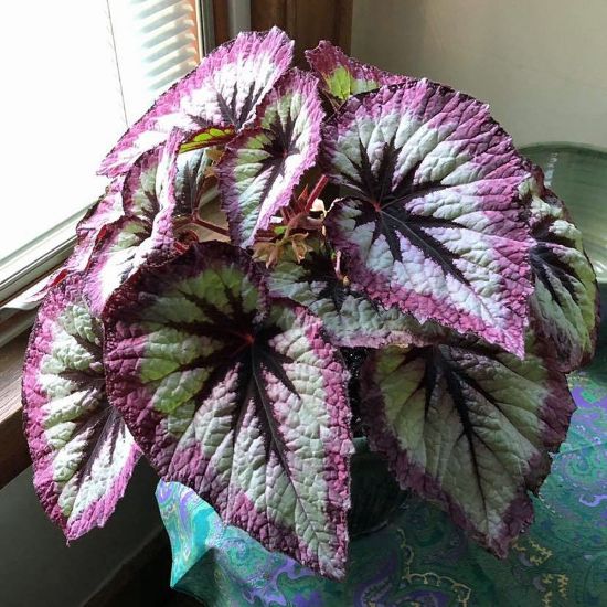 Picture of Harmony's Witchy Woman Rex Begonia Plant