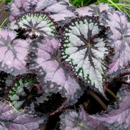 Picture of Plum Paisley Rex Begonia Plant