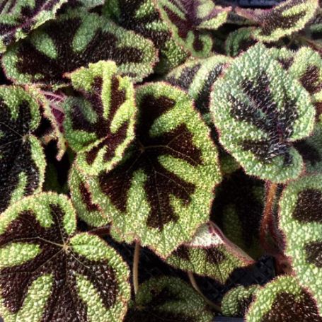 Picture of Iron Cross Rex Begonia Plant
