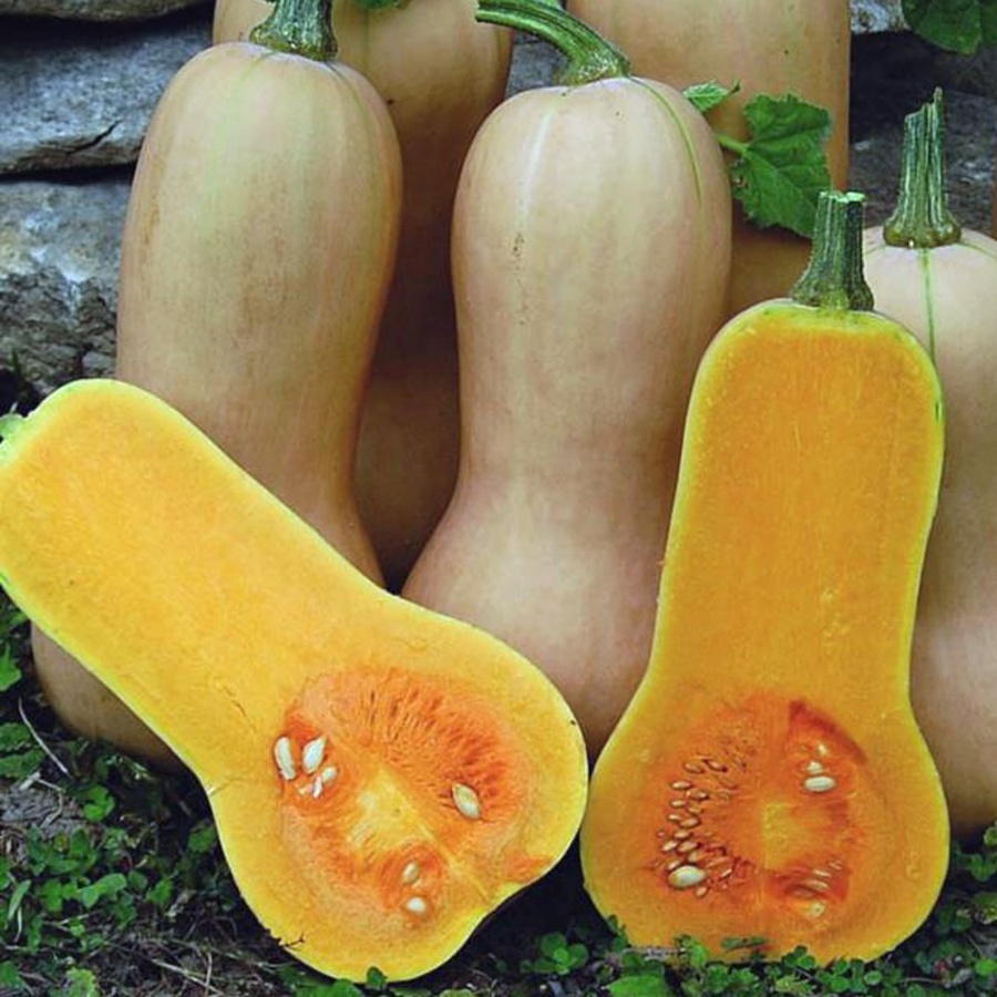 Waltham Butternut Squash Plant, heirloom variety, winter squash