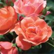 Close-up of several fully bloomed peach-coral roses