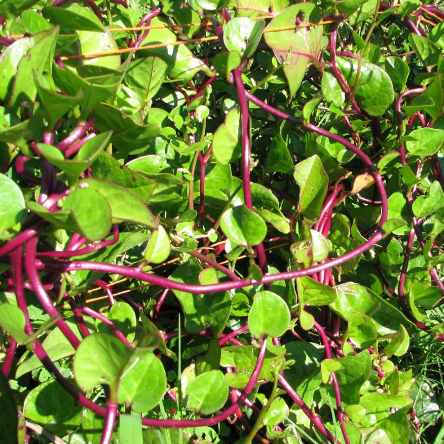 Malabar Spinach Plant, heat tolerant, fast growing, climbing variety