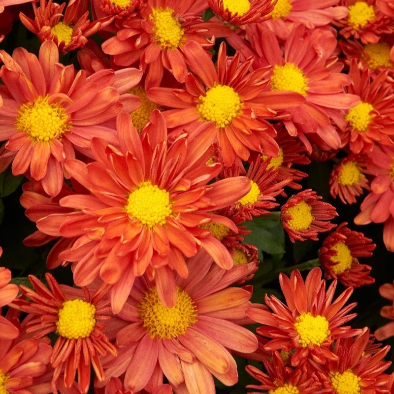 Picture of Pumpkin Igloo Mum Plant