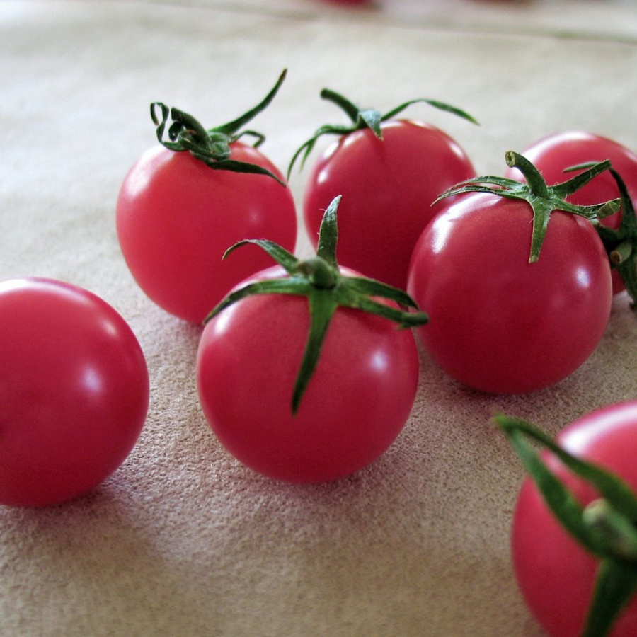 Sweet Treats Tomato Plant, high yield, indeterminate variety