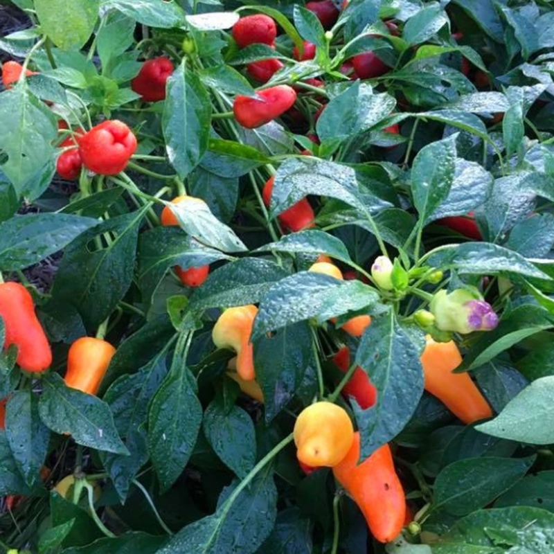 The Pretty N Sweet Pepper plant produces small, colorful, sweet peppers, ideal for ornamental and edible gardening.