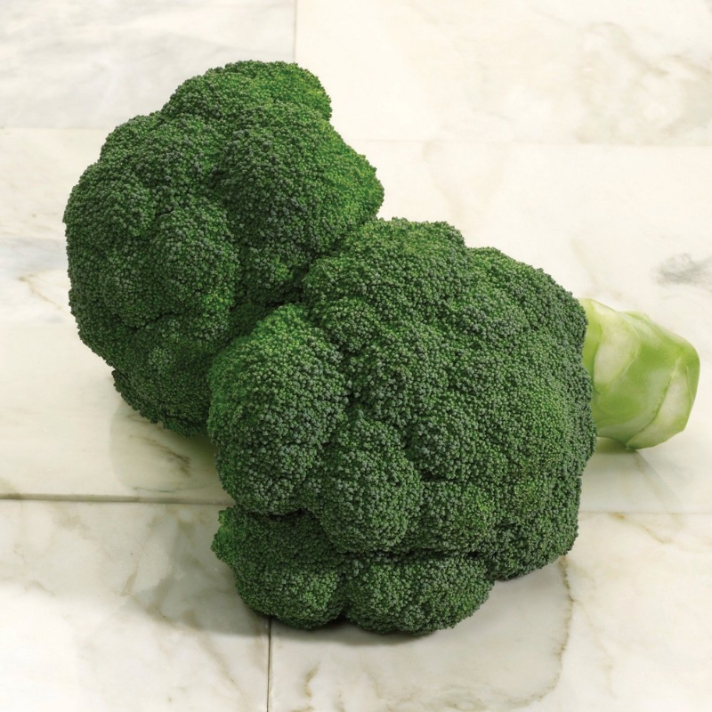 Imperial Broccoli Plant, heat resistant, good for raised bed or container gardens