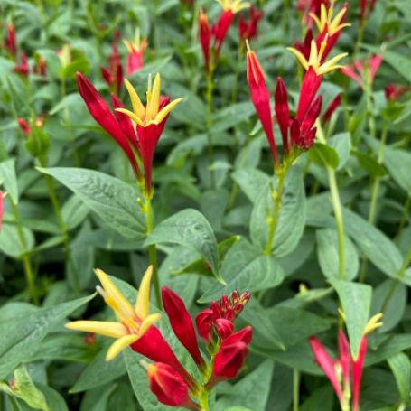 Picture of Little Redhead Spigelia Plant
