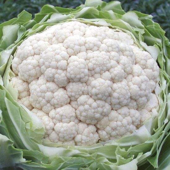 Picture of Shakaris Cauliflower Plant