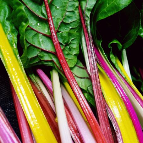 Picture of Five Color Silverbeet Swiss Chard Plant