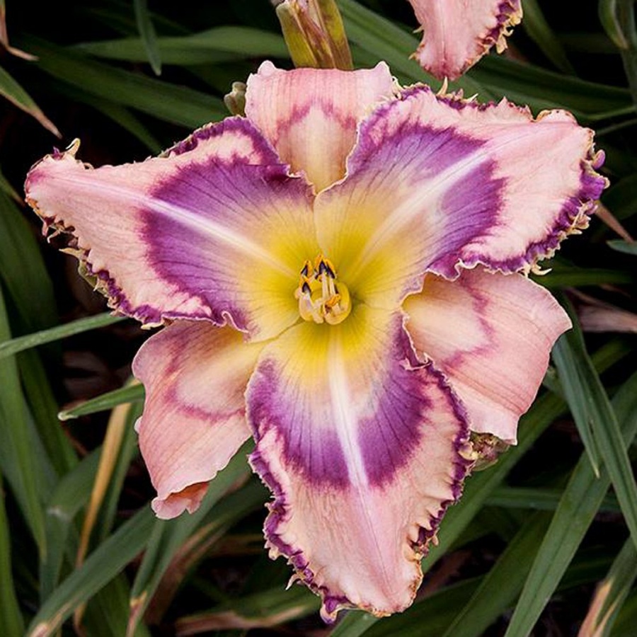 Picture of Handwriting on the Wall Hemerocallis Plant