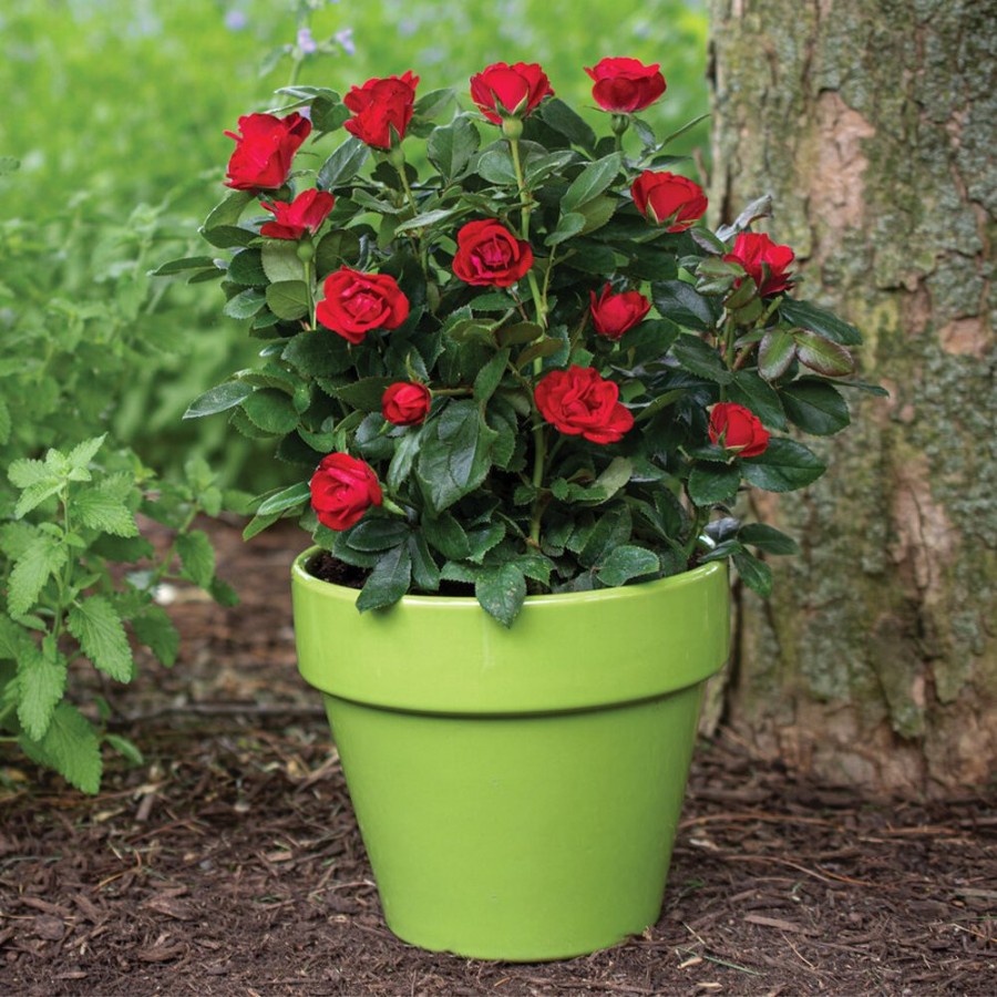 A potted rose plant with multiple red blooms