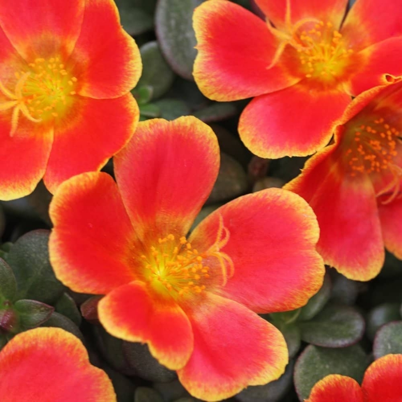 Picture of Colorblast Rum Punch Portulaca Plant