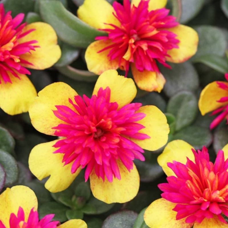 Picture of Colorblast Double Guava Portulaca Plant