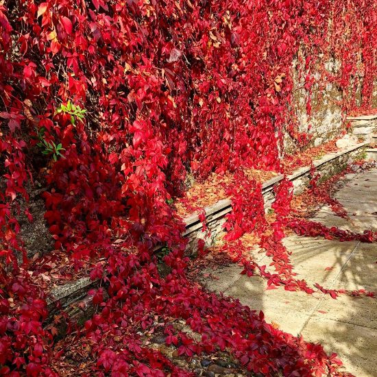 Picture of Red Wall Virginia Creeper Plant