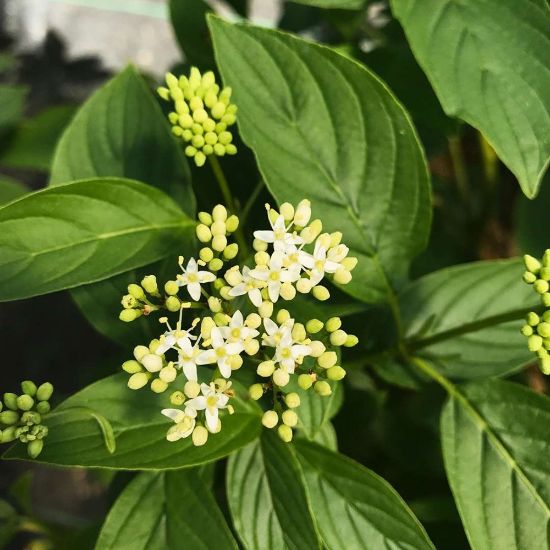 Arctic Fire Yellow Dogwood plant displays bright yellow stems in winter