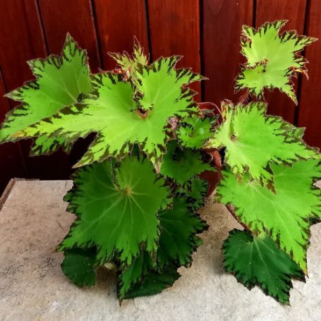 Picture of River Nile Rex Begonia Plant