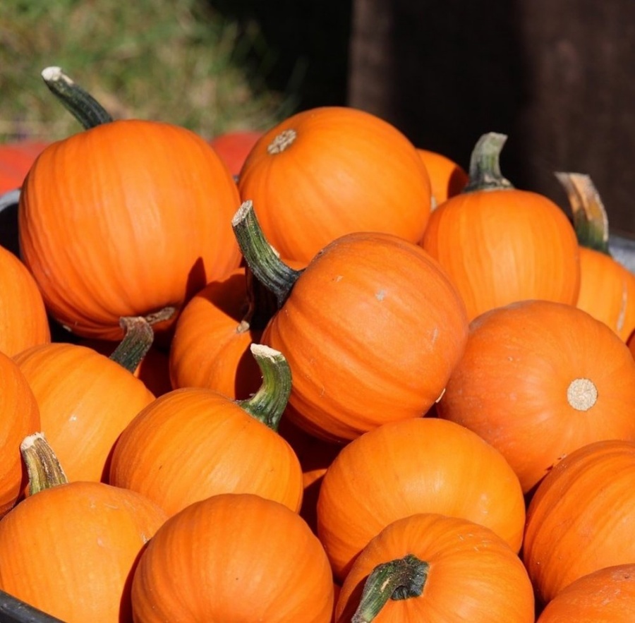 Wee Be Little Pumpkin Plant, small and compact, decorating pumpkin