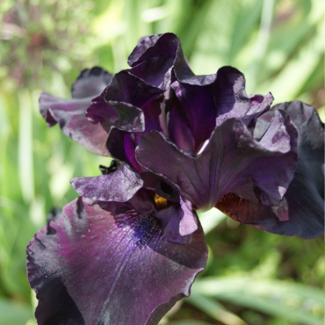 Picture of All Night Long Bearded Iris Plant