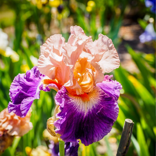 Picture of Cherry Blossom Song Bearded Iris Plant