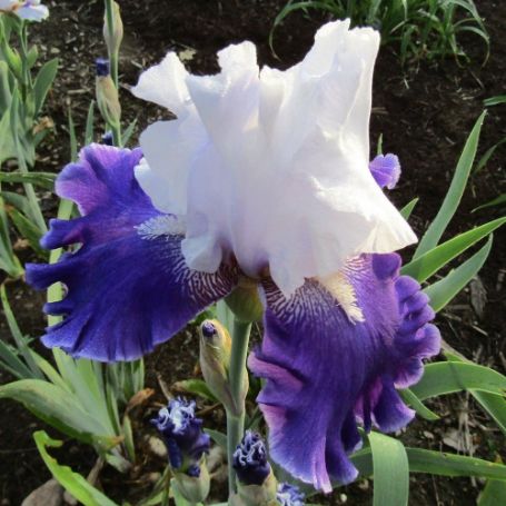 Picture of Drifting Bearded Iris Plant