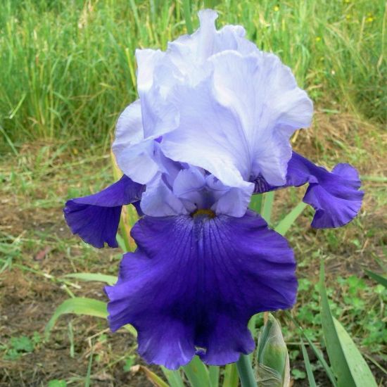 Picture of Over Alaska Bearded Iris Plant