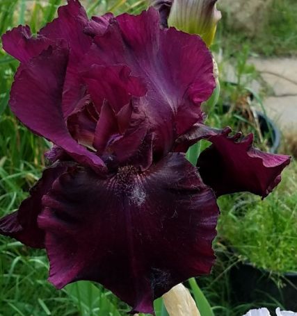 Picture of Rio Rojo Bearded Iris Plant
