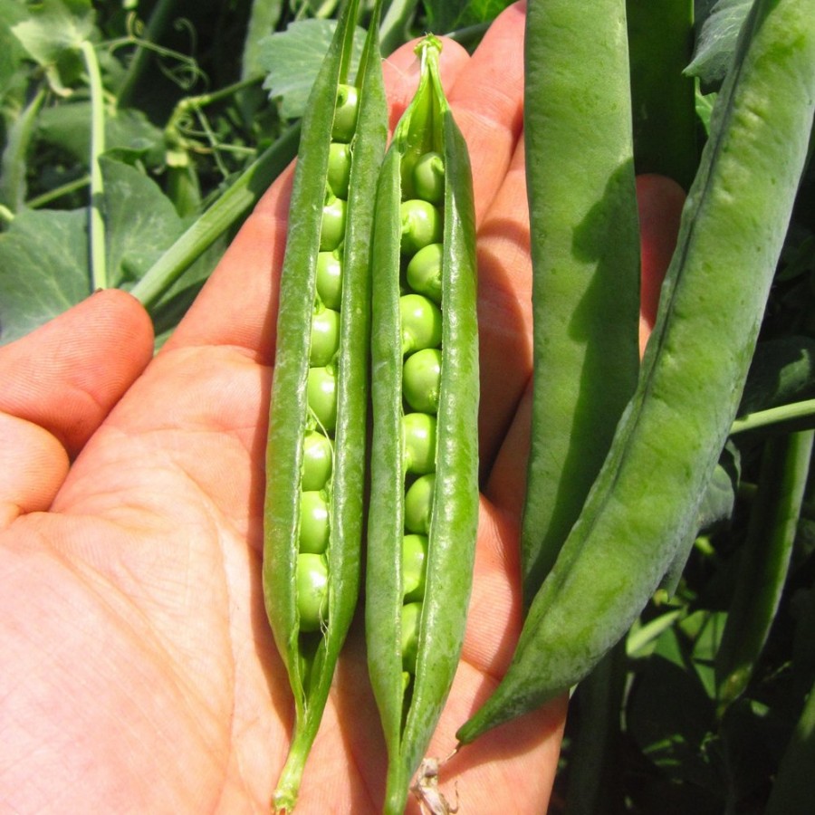 Green Arrow Pea Plant, heirloom variety, disease resistant