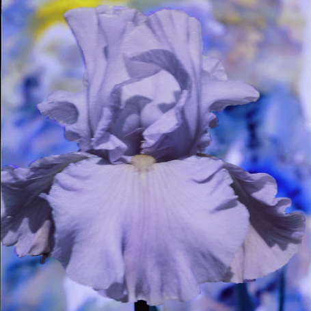 Picture of Navajo Jewel Bearded Iris Plant
