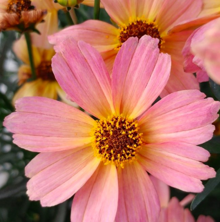 Picture of Permathread™ Shades of Rose Coreopsis Plant