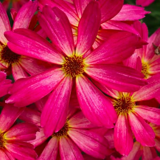 Picture of Permathread™ Sweet Tart Coreopsis Plant