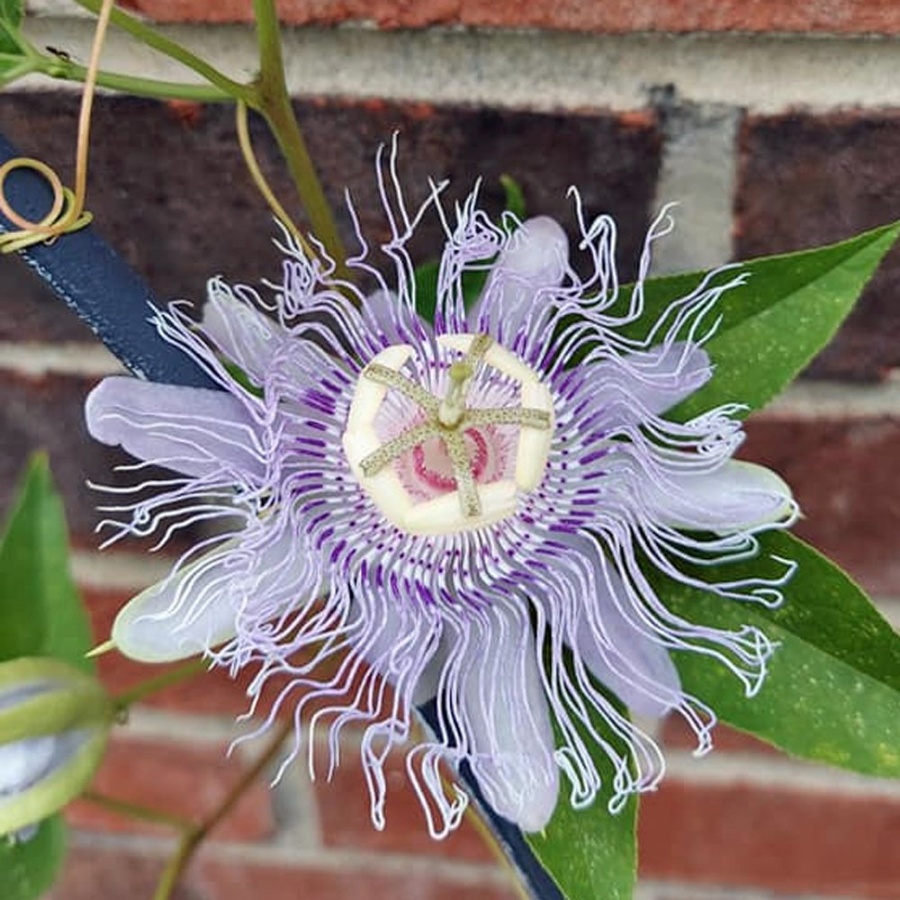 Picture of Incarnata Maypop Passiflora Plant