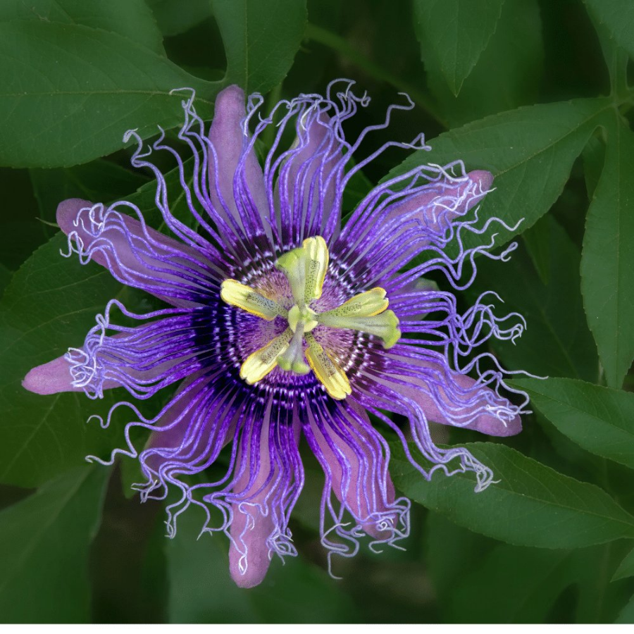 Picture of Incense Passiflora Plant