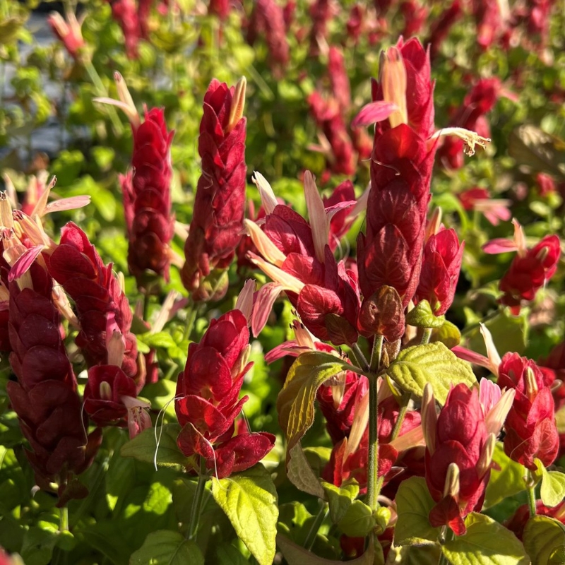 Picture of Red Shrimp Justicia Plant