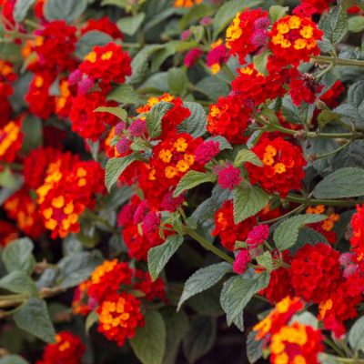 Picture of Hot Blooded™ Red Lantana Plant