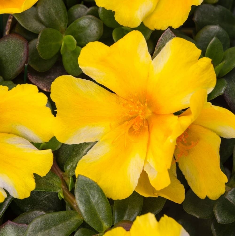 Picture of Colorblast Lemon Twist Portulaca Plant