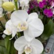 Picture of Pure White Phalaenopsis Orchid Houseplant