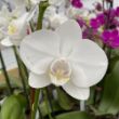 Picture of Pure White Phalaenopsis Orchid Houseplant