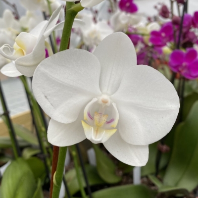 Picture of Pure White Phalaenopsis Orchid Houseplant