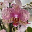 Picture of Pink Veined Phalaenopsis Orchid Houseplant