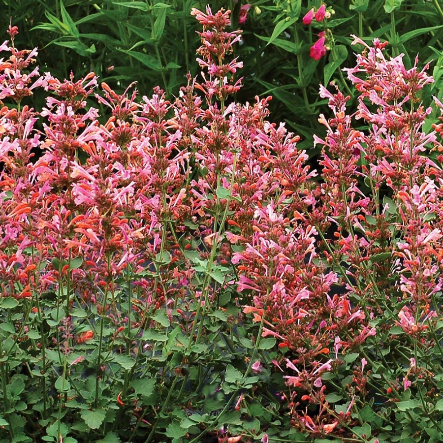 Picture of Kudos Ambrosia Agastache Plant