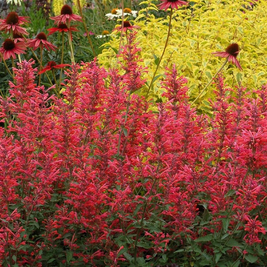 Picture of Kudos Coral Agastache Plant