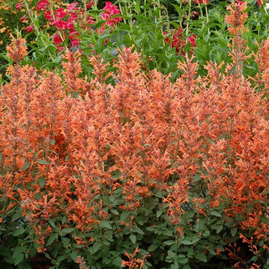 Picture of Kudos Mandarin Agastache Plant