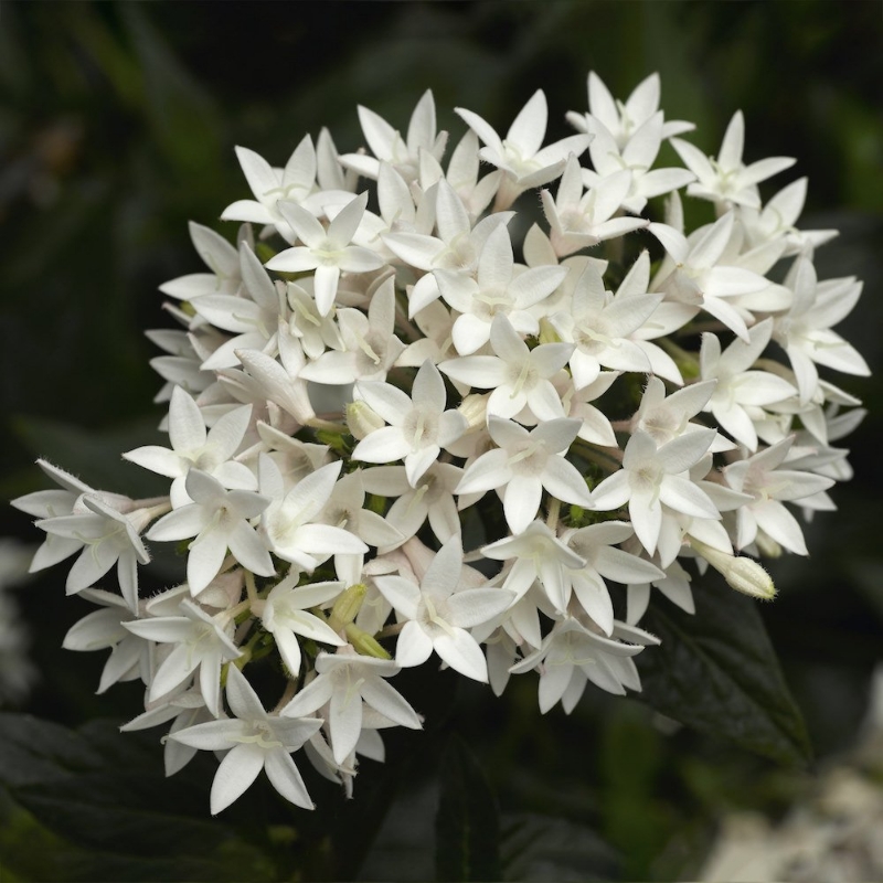 Picture of Falling Star™ White Pentas