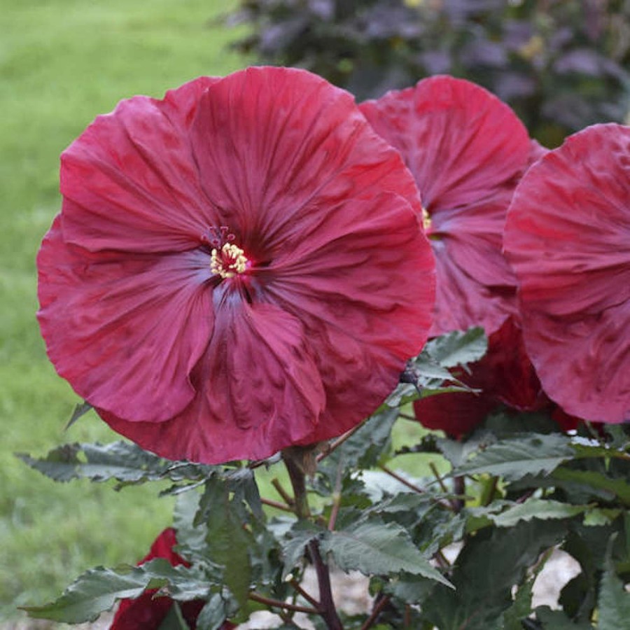 Picture of Blackberry Merlot Hardy Hibiscus Plant